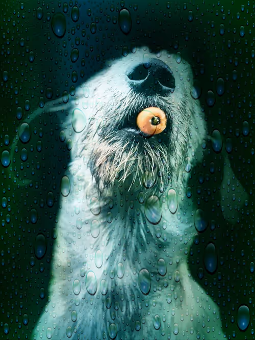 Item #57108856801896560903746486383639662779373746189961117065333784840122973290497 Media