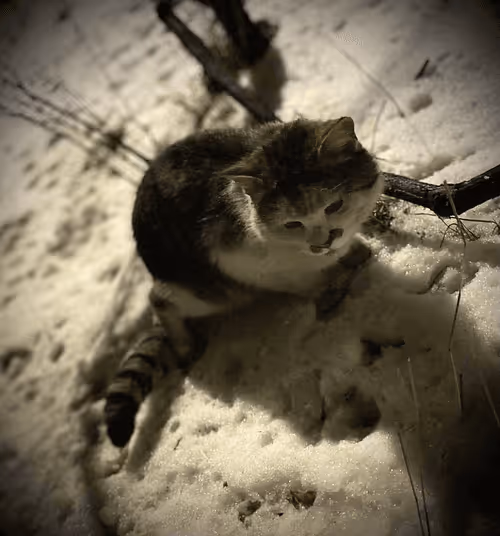 Item #107553127393913999029950435760711566445098034047474063341653459124129317781505 Media