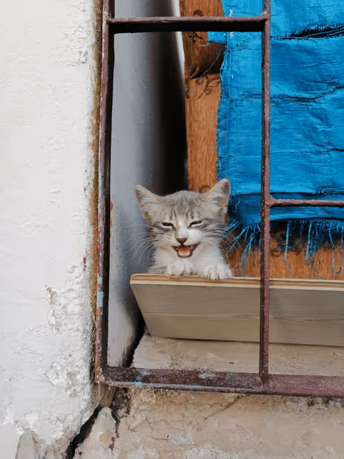 Item #4056481456007032587502676432074419274423768235001637063621475788926029398025 Media