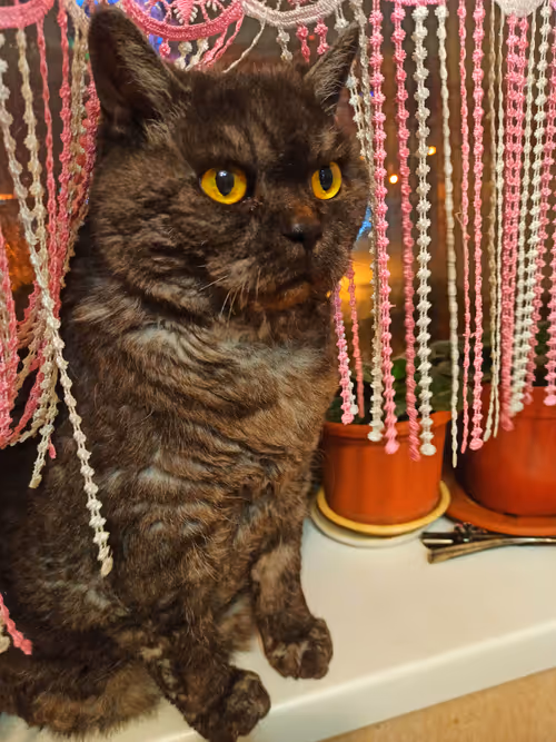 Item #45130374267989036447453225871641912371549774522689418431374939324637090152449 Media