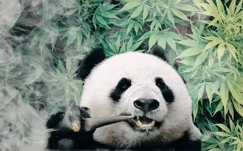 Item #91435039716910085341208423554579179297859495390497107569057972228037336367603 Media