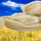 Pielmieni