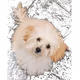 79636049844618561955800383057935571468060420665256011646079603021076576075777