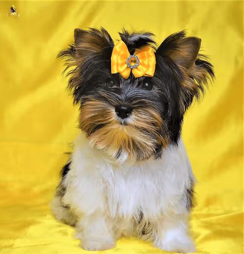 Item #38667131167011634385541907782208186835961873608250228940362662781519963095041 Media