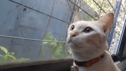 Item #45172585335081813343644153314495358007196078945782785289910377738083126738949 Media