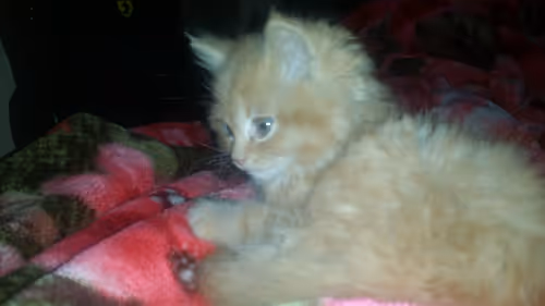 Item #83193189816326317168248795584563721862945405650651256677672435528613419286529 Media