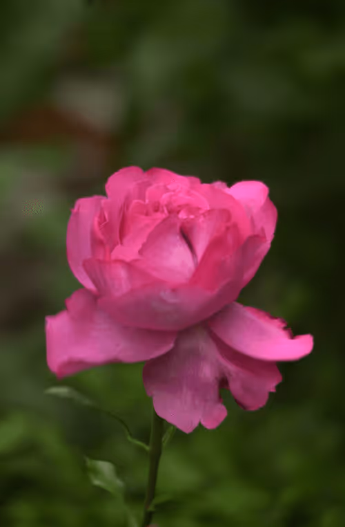 Item #56943947837122673731930897750220814689639948529564795848618456958355816579073 Media