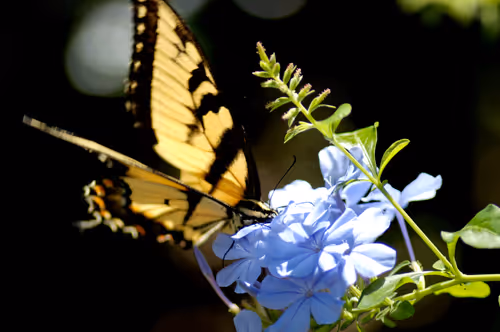 Item #47344123980109973813634142770242239438764360713225161879961012009943250763777 Media