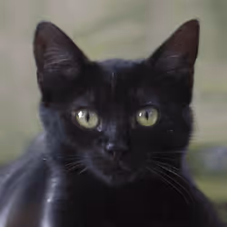 106393158711752592444527764053332067386103257112262188176365277065950592499713