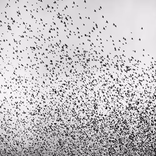 109162157552346088047496633038404394118504199992061596446112929392924431482881