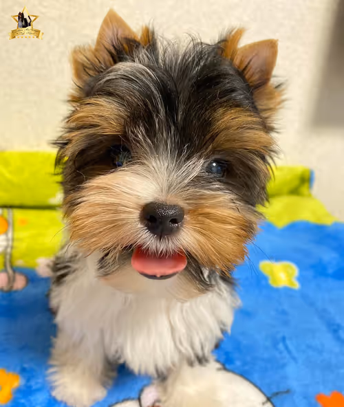 Item #38667131167011634385541907782208186835961873608250228940362662754032172400641 Media