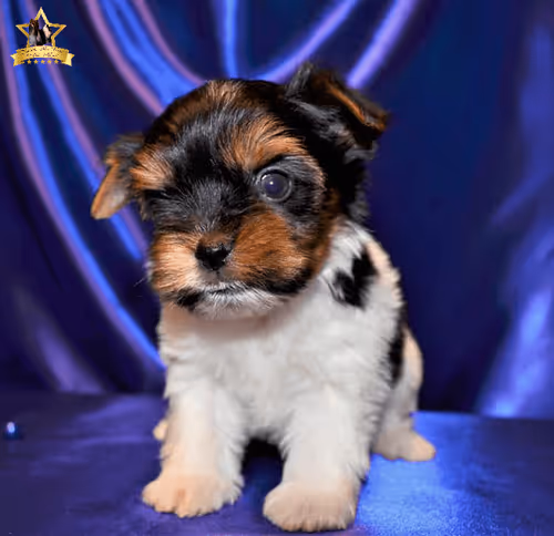 Item #38667131167011634385541907782208186835961873608250228940362662760629242167297 Media