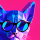 Kitten Maker