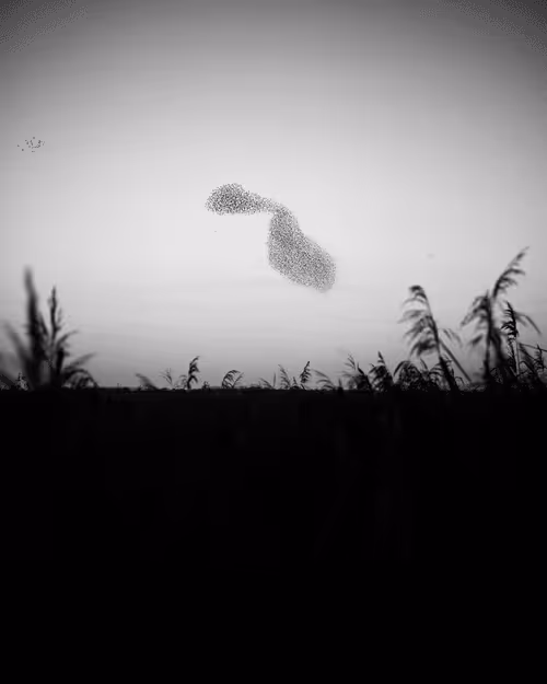 Item #109162157552346088047496633038404394118504199992061596446112929395123454738433 Media