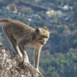 Monkey #6 Going Down the Mountain