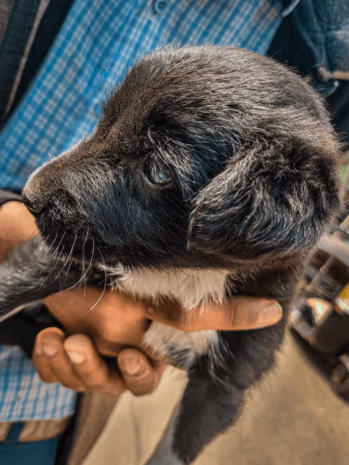 Item #71096490581542028693296375726568766640546572075829143306372201881723778105345 Media