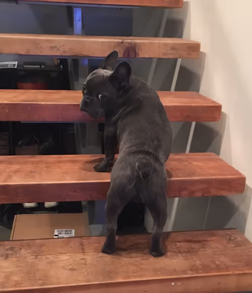 Item #99031261785432219130552668818269695456905868997165113515571762389619975389185 Media