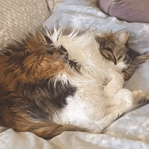 Tubby Cat IRL