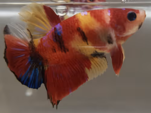 Untitled Collection #124930237