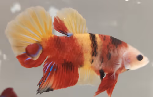 Item #76093963924936973222684762009084726555674488189040824510729450740613231149057 Media