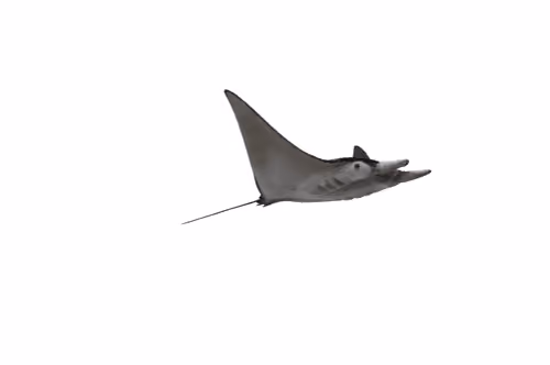 3d Stingray