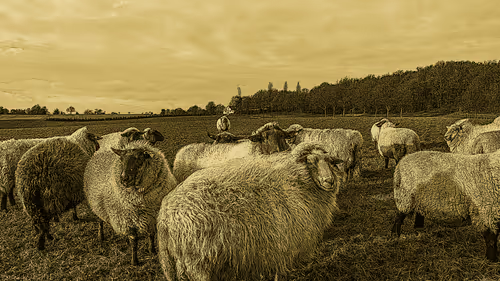 Item #11344951791161137659104281754392441656555545527549605551491260766933691138049 Media