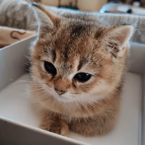 Item #85779533797330856680551245112287399753979626451492036541087858572893332963329 Media