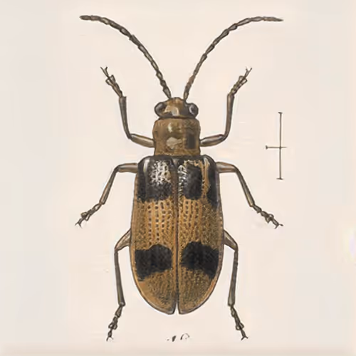 Item #58241160855422744817468407088196322100109565521561100950236904689368576294913 Media