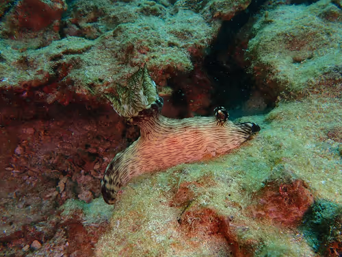 Underwater Unseen Thailand