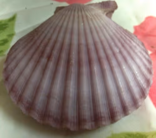 Item #86148336894289977237820249376031929146620077605452526437331481254916033347585 Media