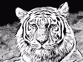 The tiger