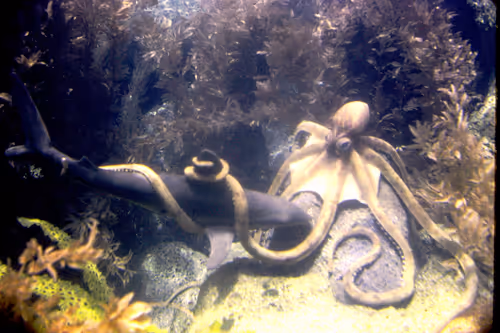 Item #113047771030127017240919341709485116586684509374101894410877815051381368684545 Media