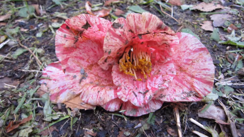 Item #72925079646173943955019179802066495558357068765344184678483369776080599646218 Media