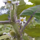 Solanum quitoense - Lamarck