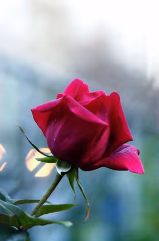 Item #56943947837122673731930897750220814689639948529564795848618456973748979367937 Media