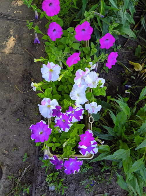 Item #41983459946325006344850038724007157971914249844141491949312563586111696273409 Media