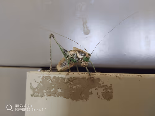 Item #53581876738018030526296833198765097323208142745183468553001527201712339681281 Media