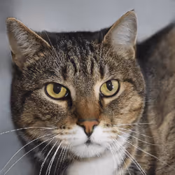 106393158711752592444527764053332067386103257112262188176365266336916128661505