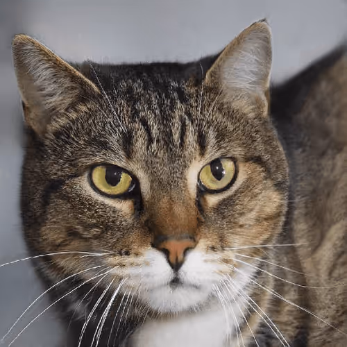 Item #106393158711752592444527764053332067386103257112262188176365266336916128661505 Media