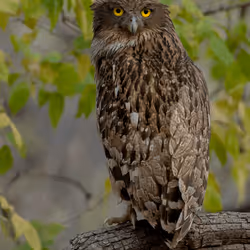 61684684013370051227163866082320023750896296023852719411798081125922428158002