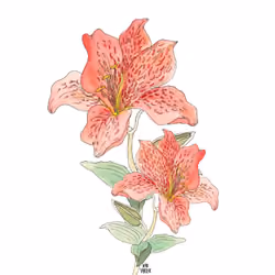 Two Hibiscus Flowers