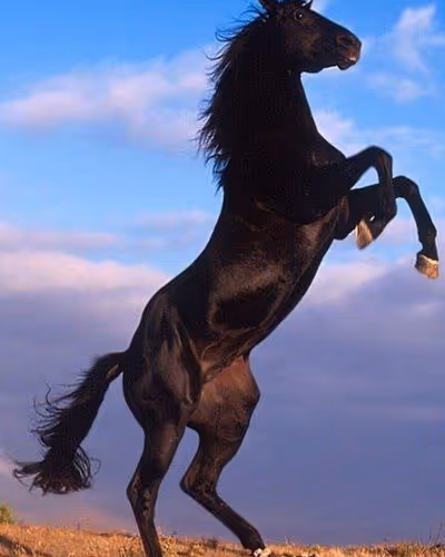 2468119463308914702005443652102614178506533567319377457804557036156803350529