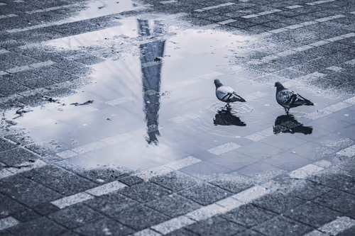 Item #63941686978381941053943929737968123784537789017631438611022902631614201724929 Media