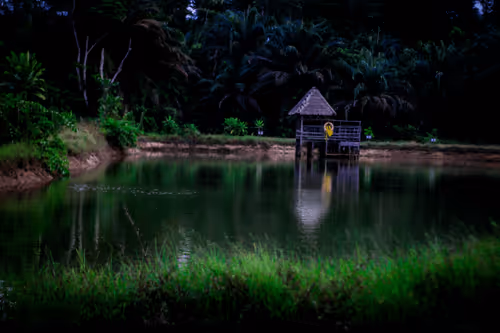 BEAUTY IN THE WILDERNESS
