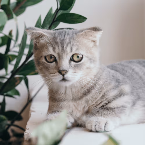 Item #4944351917306226202826790057183461660186678433257338824528786316137699737601 Media