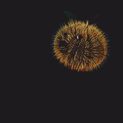 uniinu - 005