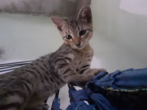 Item #4206968959528382267850550168117913088191590325513865346546053385743132262401 Media