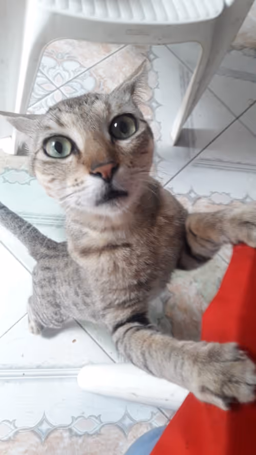 Item #4206968959528382267850550168117913088191590325513865346546053401136295051265 Media