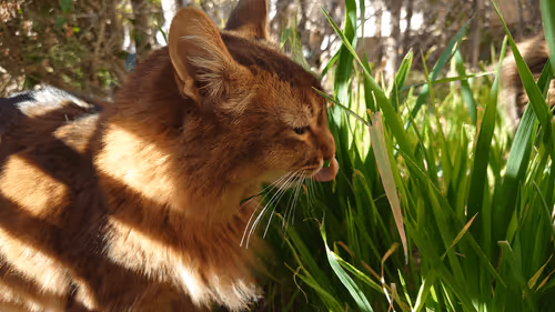 Item #88680272721371285934501562988049178859599418492822572919113237413582612725761 Media