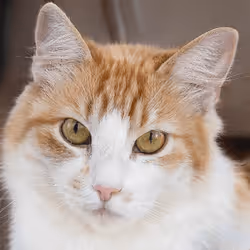 106393158711752592444527764053332067386103257112262188176365272320458407018497